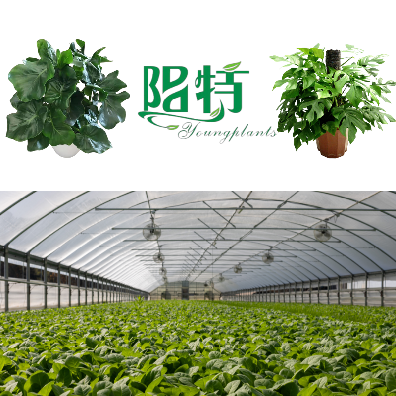 Youngplants- wholesale tissue culture plants