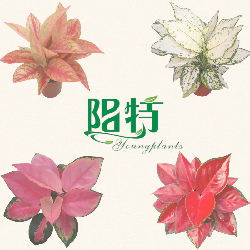 Youngplants wholesale foliage plants supplier