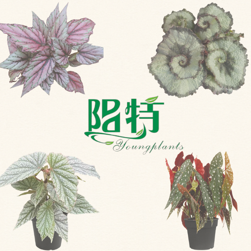 wholesale tissue culture plants - Youngplants