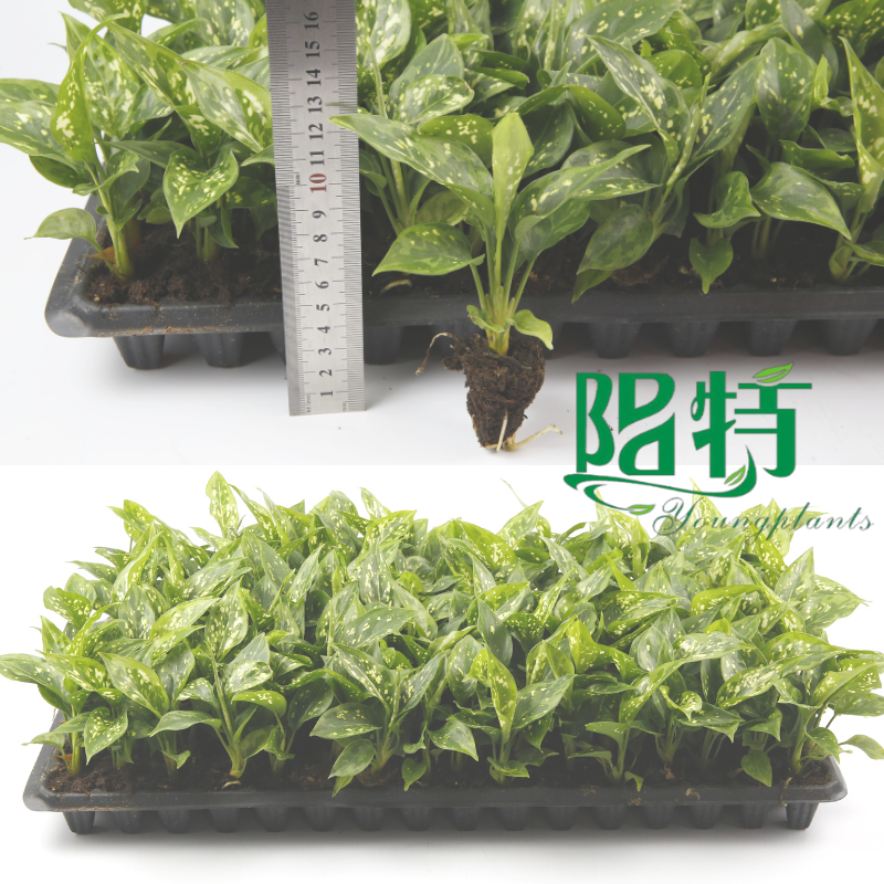 plug plants wholesale -YoungPlants supplier