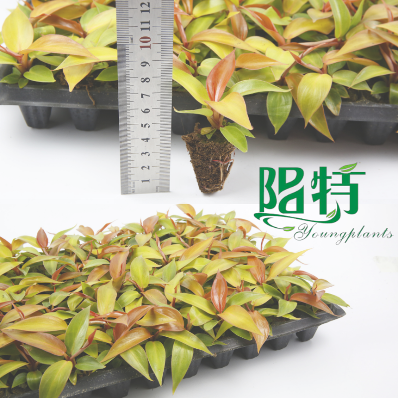 oem plug plants wholesale supplier - Young Plants