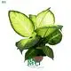 Dieffenbachia Tropic Marianne - Large Yellow Leaves with Green Edges 1
