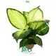  dieffenbachia tiki  | Youngplants 1