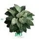 philodendron seedlings at Wholesale Prices | Youngplants 1