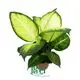  starbright dieffenbachia  | Youngplants 1