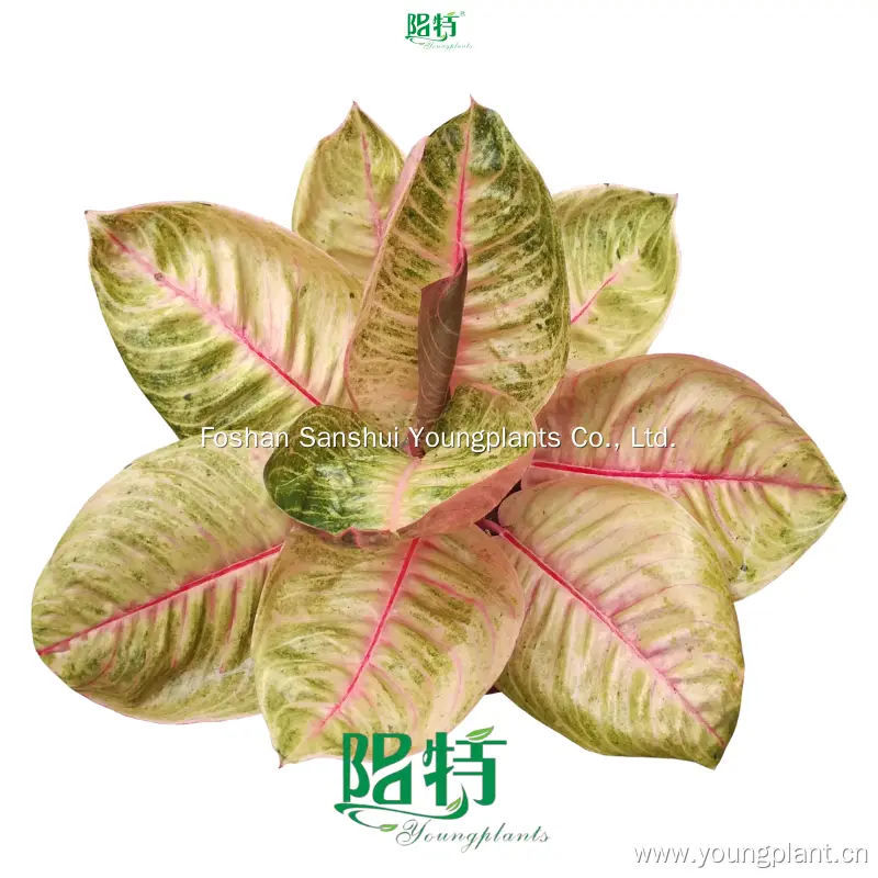 Top aglaonema plant Company | Youngplants 1