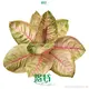 Top aglaonema plant Company | Youngplants 1