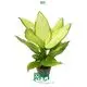 Custom starbright dieffenbachia  Manufacturer | Youngplants 1