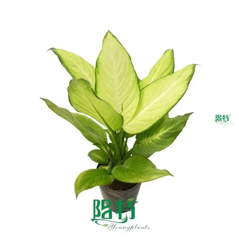  dieffenbachia maculata camille  | Youngplants 1