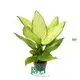  dieffenbachia maculata camille  | Youngplants 1