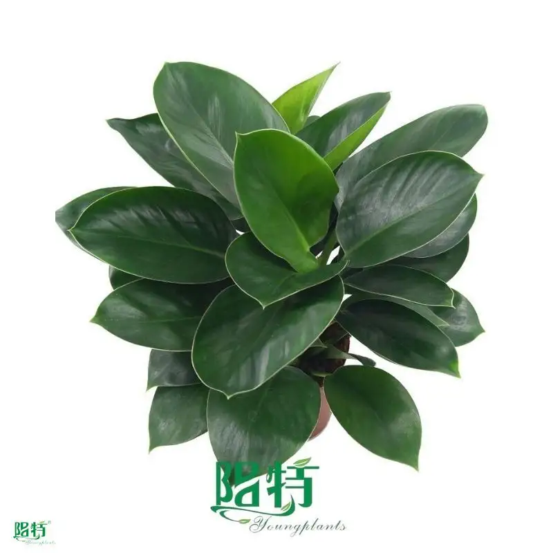 gloriosum seedling at Wholesale Prices | Youngplants 1