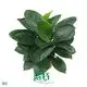 gloriosum seedling at Wholesale Prices | Youngplants 1
