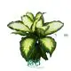 Hot-selling dieffenbachia oerstedii Manufacturers | Youngplants 1