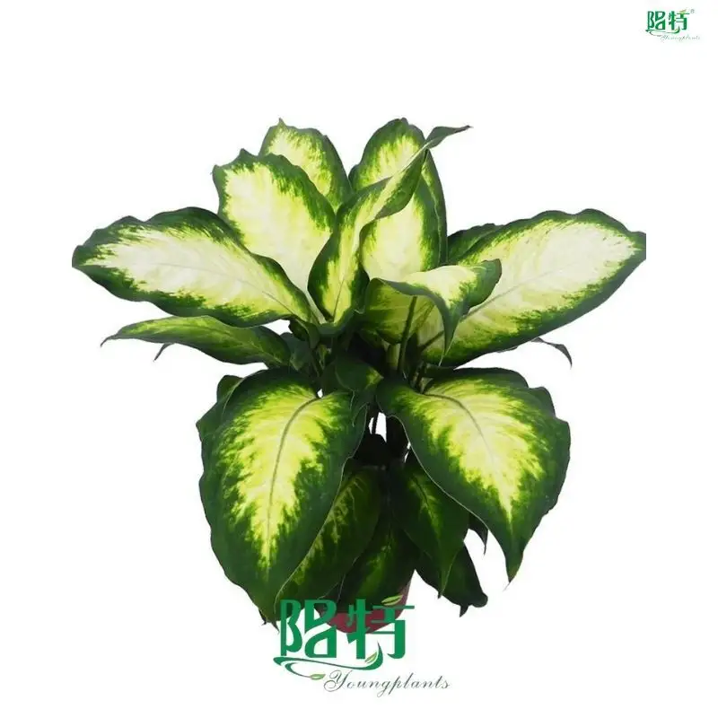 Custom dieffenbachia tiki Factory Manufacturer | Youngplants 1