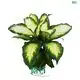 Custom dieffenbachia tiki Factory Manufacturer | Youngplants 1