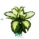 Youngplants |  dieffenbachia camille  1