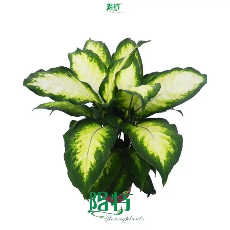  dieffenbachia star bright  | Youngplants 1