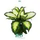  dieffenbachia star bright  | Youngplants 1