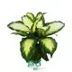 dieffenbachia camouflage at Wholesale Prices | Youngplants 1