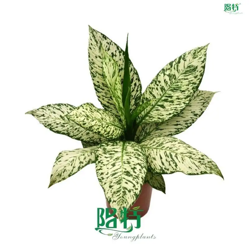 Custom dieffenbachia camouflage Company Manufacturer | Youngplants 1