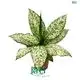 Custom dieffenbachia camouflage Company Manufacturer | Youngplants 1