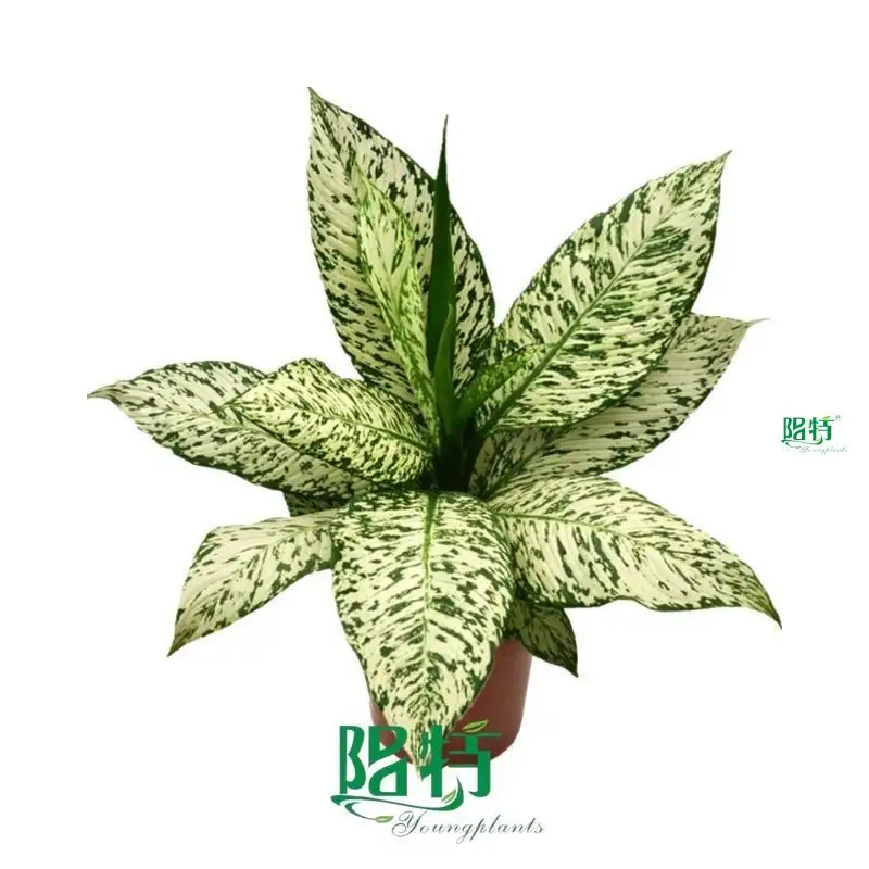 Hot-Sale dieffenbachia Supply | Youngplants 1