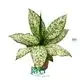 Hot-Sale dieffenbachia Supply | Youngplants 1
