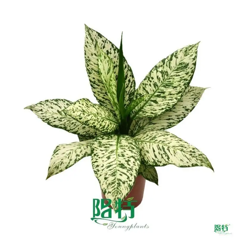  dieffenbachia maculata camille  | Youngplants1 1