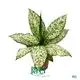  dieffenbachia maculata camille  | Youngplants1 1