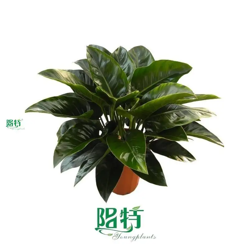 philo xanadu at Wholesale Prices | Youngplants 1