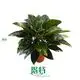 philo xanadu at Wholesale Prices | Youngplants 1
