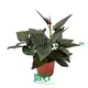 Syngonium Chocolate Red Arrow - High-Quality Tissue Culture Plants 1
