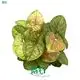 Youngplants | Top syngonium podophyllum Factory 1