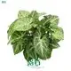 Youngplants | Wholesale syngonium podophyllum Factory 1