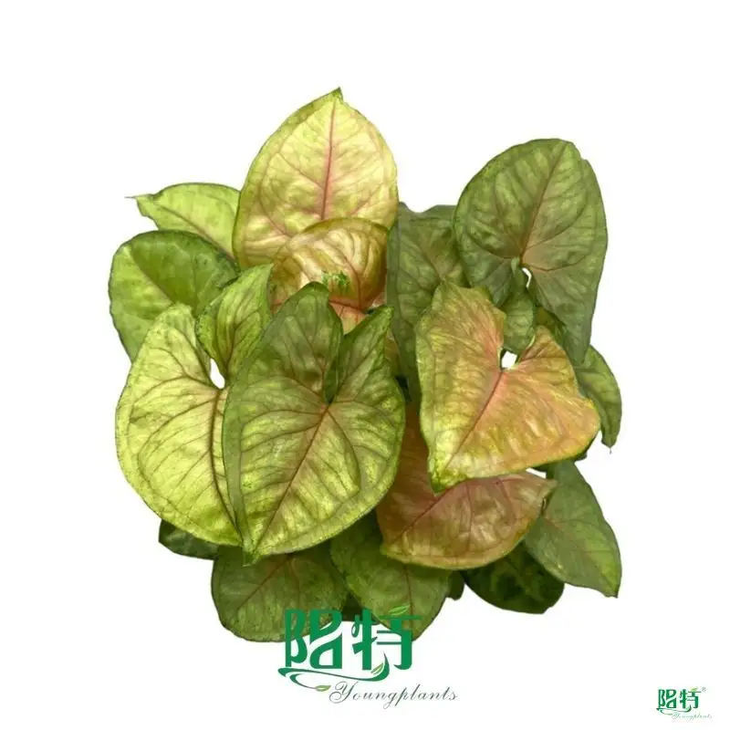 Custom syngonium podophyllum arrow Factory Manufacturer | Youngplants 1