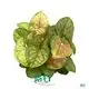 Custom syngonium podophyllum arrow Factory Manufacturer | Youngplants 1