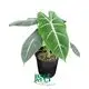 Custom alocasia scalprum Manufacturers Manufacturer | Youngplants 1