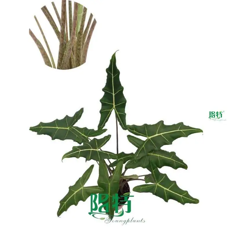 Hot-Sale alocasia Company | Youngplants 1