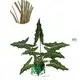 Hot-Sale alocasia Company | Youngplants 1