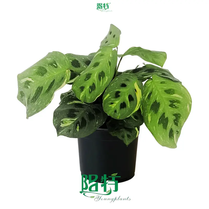 Custom a maranta Manufacturers Manufacturer | Youngplants 1