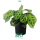 Custom a maranta Manufacturers Manufacturer | Youngplants 1