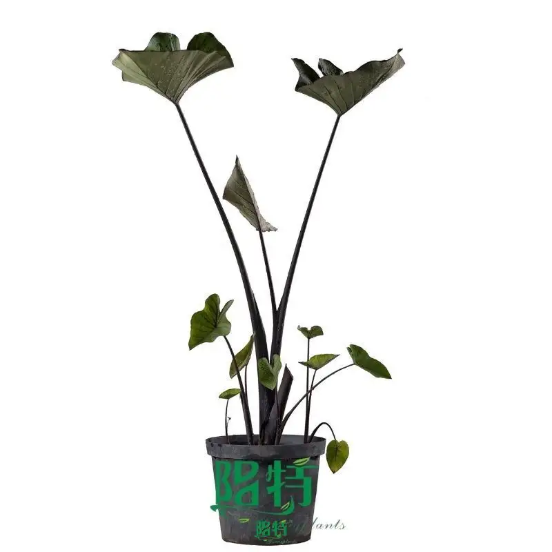 Wholesale young plant at Wholesale Prices | Youngplants 1