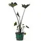 Wholesale young plant at Wholesale Prices | Youngplants 1