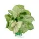 Youngplants | Hot-selling types of syngonium Suppliers 1