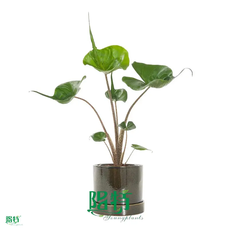 alocasia wentii at Wholesale Prices | Youngplants 1