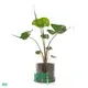 alocasia wentii at Wholesale Prices | Youngplants 1