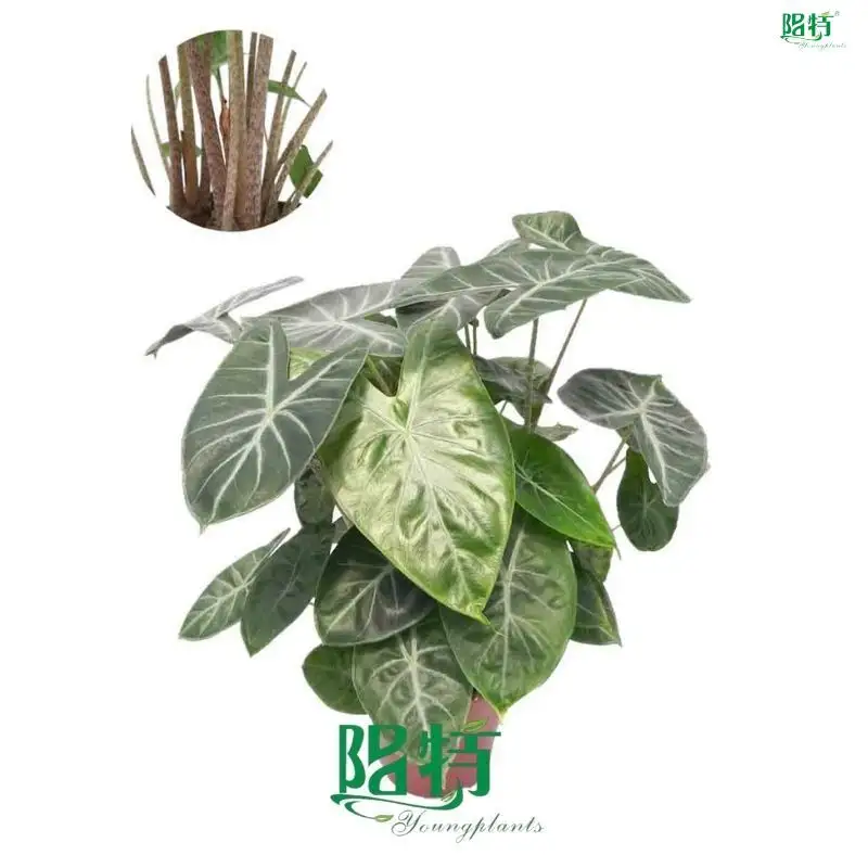 Custom alocasia cuprea Company Manufacturer | Youngplants 1