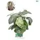Custom alocasia cuprea Company Manufacturer | Youngplants 1