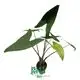 Best alocasia types Company | Youngplants 1