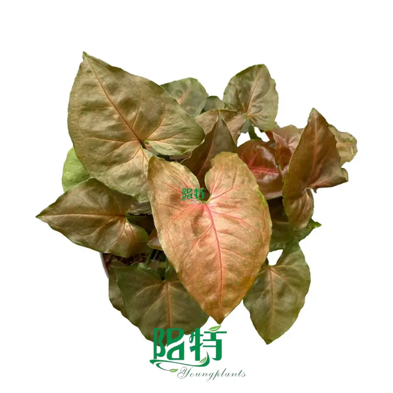 Youngplants | Hot-selling syngonium types Factory 1